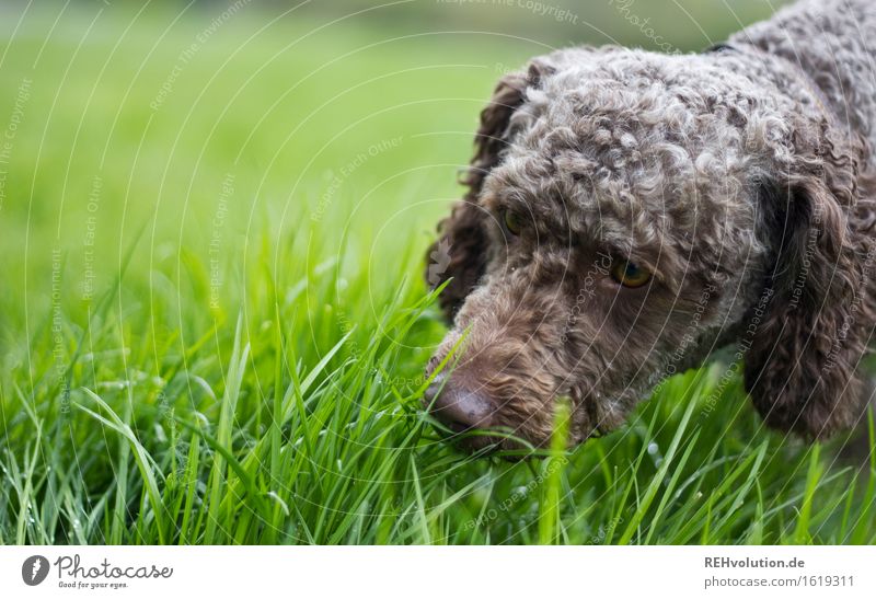 Fritzi 3 Leisure and hobbies Trip Grass Meadow Animal Pet Dog 1 Green Joy Environment Colour photo Exterior shot Copy Space left Day Blur Shallow depth of field