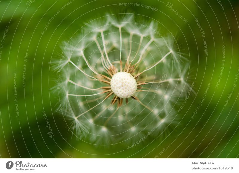 Dandelion Nature Plant Summer Flower Grass Blossom Garden Park Field Forest Advancement Freedom Emotions Perspective Time Colour photo Multicoloured Close-up