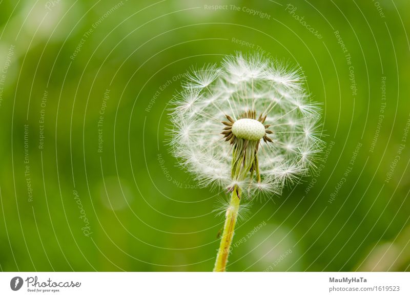 Dandelion Nature Plant Summer Climate Flower Grass Blossom Wild plant Garden Park Field Forest Emotions Happiness Spring fever Euphoria Cool (slang) Optimism