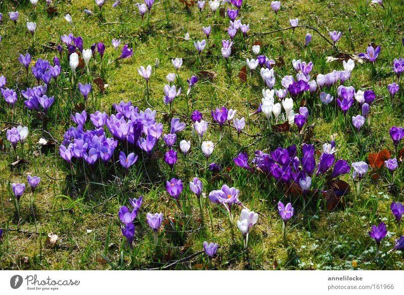 crocus meadow Crocus Spring Meadow Grass Flower Blossom Delicate Blossoming Nature Violet Distributed Park