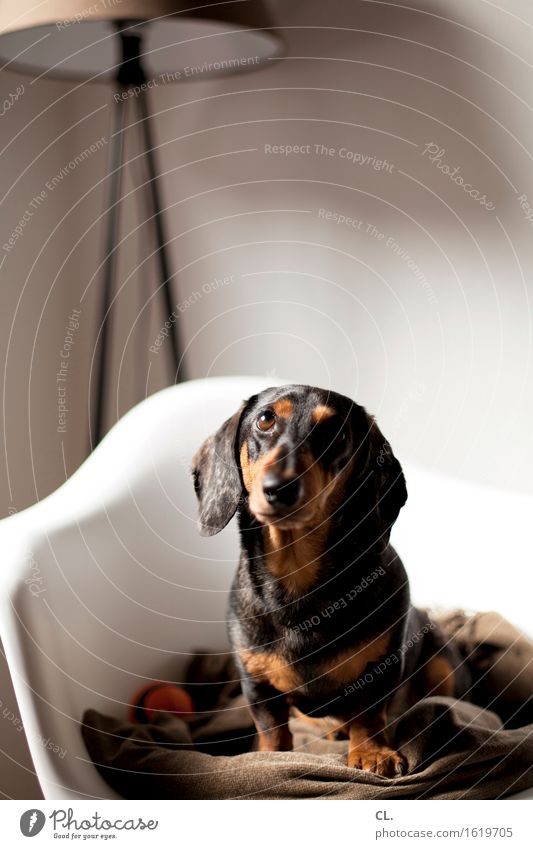 carlson Living or residing Flat (apartment) Decoration Furniture Lamp Chair Room Animal Dog Animal face Dachshund 1 Ball Blanket Observe Sit Curiosity Cute