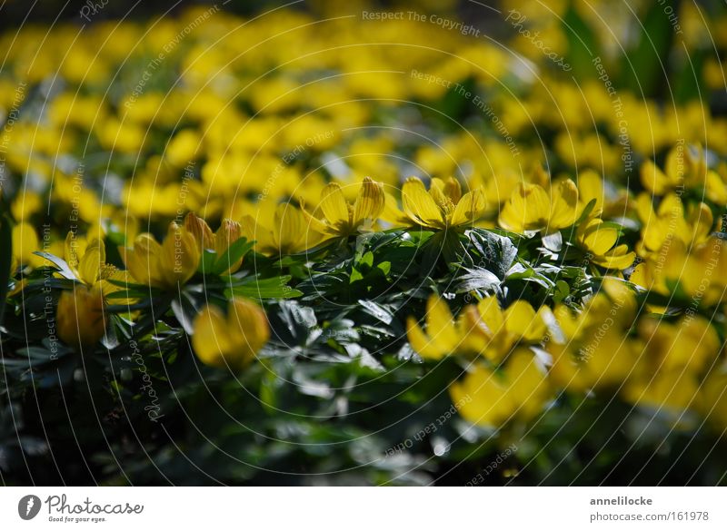 yellow sea of flowers Plant Spring Flower Blossom Many Yellow Green Eranthis hyemalis Spring flowering plant Delicate Growth Sprout Colour photo Close-up