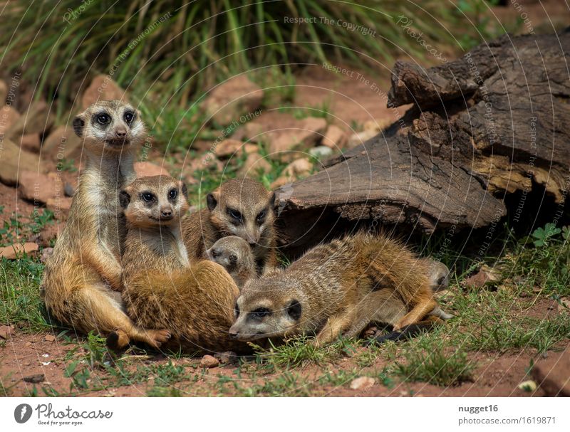 say cheese Animal Wild animal Animal face Pelt Paw Zoo Group of animals Baby animal Animal family To enjoy Smiling Looking Esthetic Exotic Friendliness