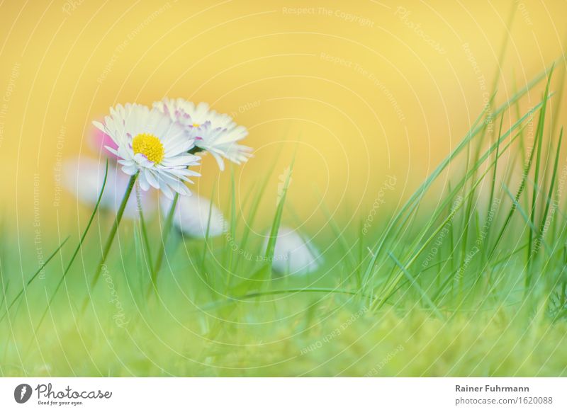 daisy meadow Environment Nature Plant Spring Flower Daisy Meadow "blossom Lawn Sun Smooth Soft Bright kind Grass Lawn for sunbathing" Colour photo Exterior shot