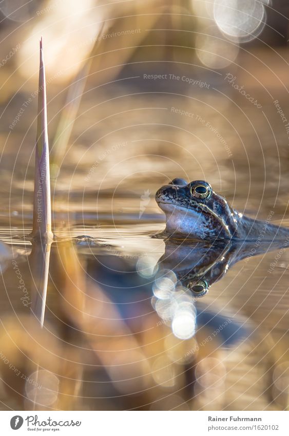 A moor frog waits in a pond for his sweetheart Nature Animal Pond Wild animal Frog 1 Sit Wait Cool (slang) Beautiful Yellow "Moor frog mating season Water bokeh