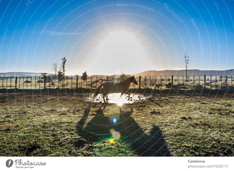 Sunlight; horse in gate trots through puddle in back light Landscape Plant Animal Air Water Beautiful weather Meadow Field Hill Horse 1 Movement Glittering
