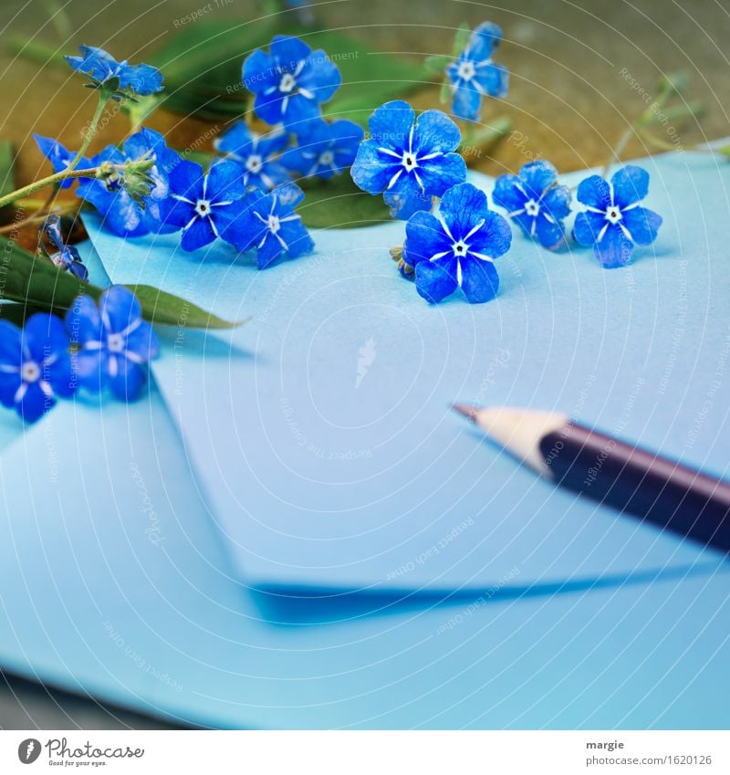 https://www.photocase.com/photos/1620126-dont-forget-mine-blue-note-with-pen-framed-by-forget-me-not-flowers-photocase-stock-photo-large.jpeg