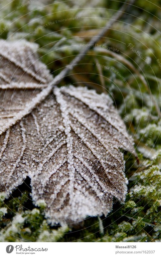 silent Winter Frost Leaf Moss Green Autumn Blur ossified