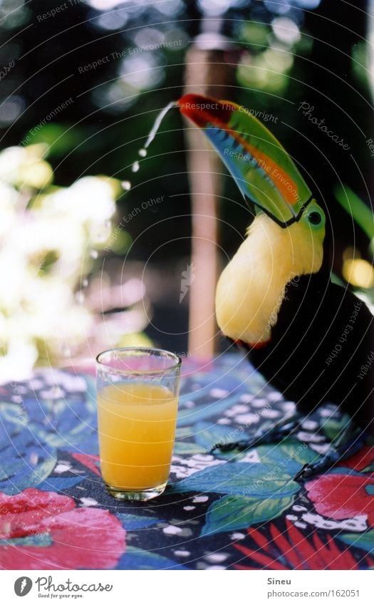 High C Colour photo Multicoloured Close-up Light Shadow Shallow depth of field Animal portrait Fruit Drinking Juice Glass Healthy Summer Beautiful weather