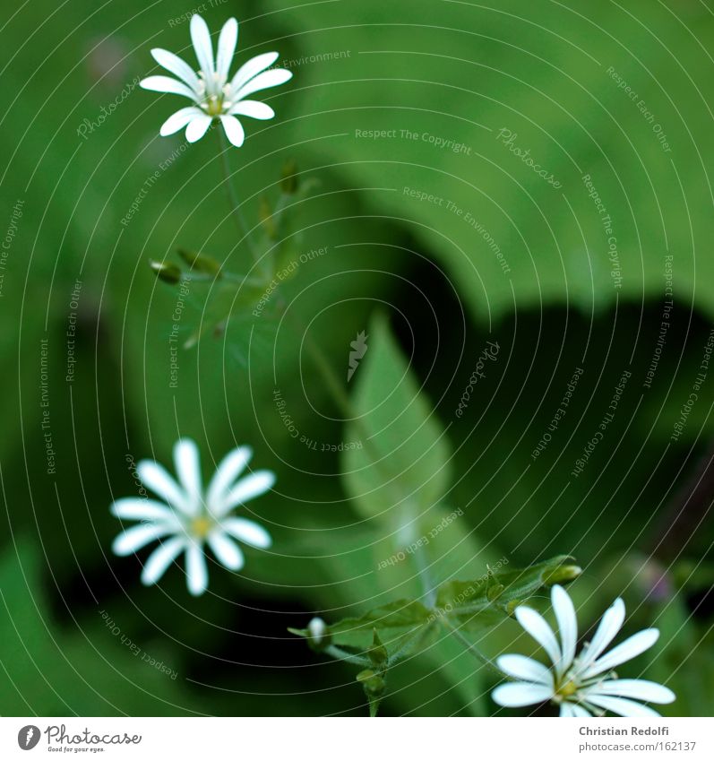 little flowers White Flower Edge of the forest Shadow Damp Green Stalk Broomstick Plant Blossom Graceful Mountain Summer