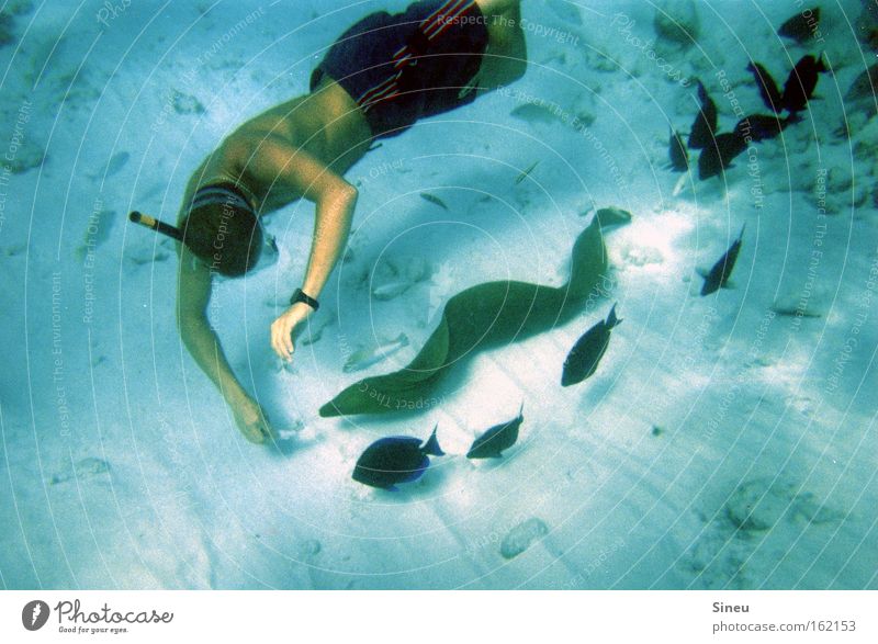 decoy Colour photo Underwater photo Upper body Diver Ocean Aquatics Human being Masculine 1 Sand Water Swimming trunks Animal Wild animal Fish Flock Breathe