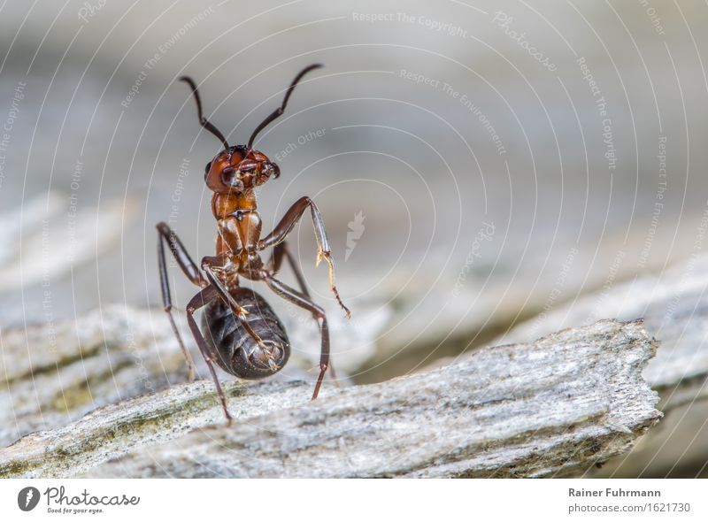 A red wood ant is ready to defend its state. Animal "Ant Red Ant" 1 Observe Stand Aggression Gray Brave Dedication "Guard sentinel Soldier watch attack"