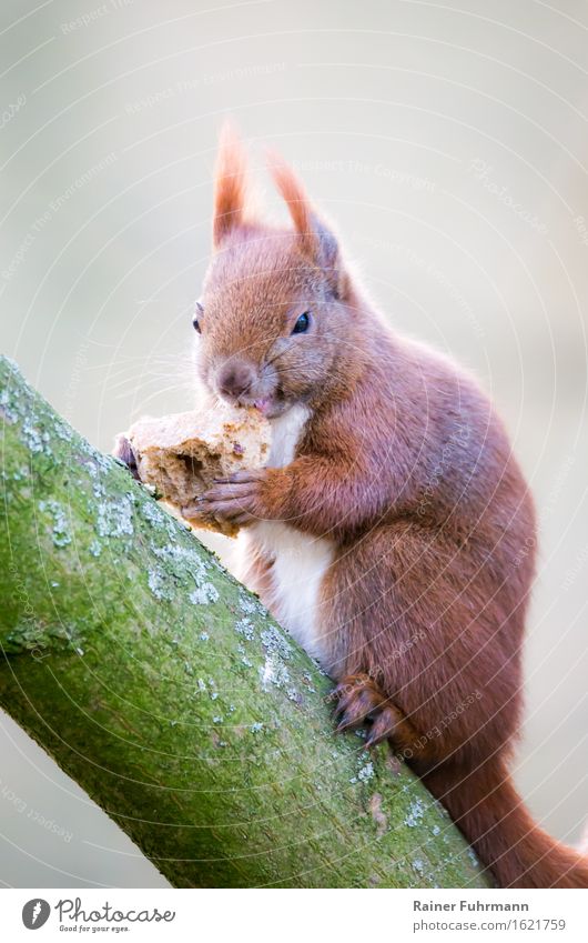 a squirrel stole a piece of bread. Animal Wild animal Squirrel 1 Eating To feed Nature "sit nibble Tree trunk Branch Freedom," Colour photo Exterior shot