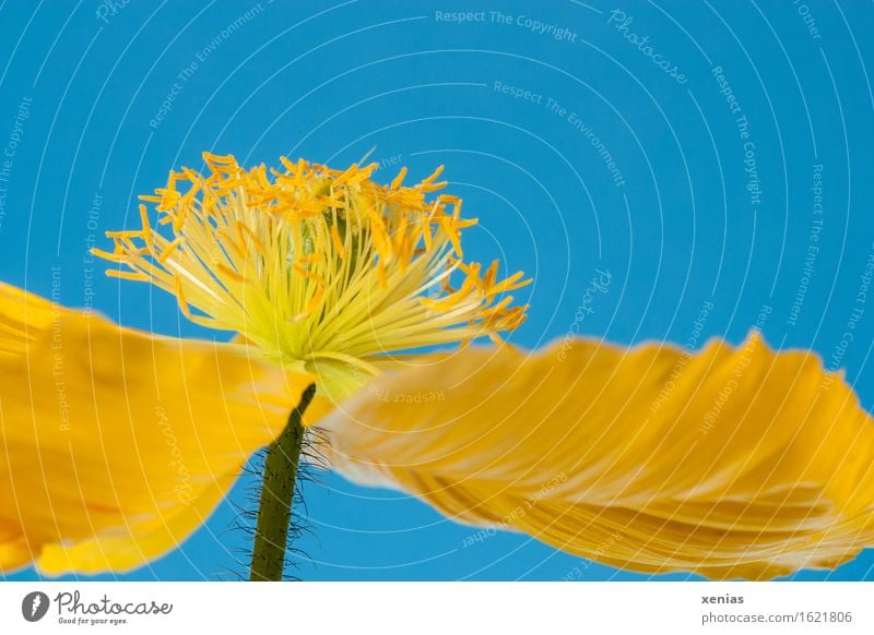Macro shot of a yellow poppy blossom from a frog's perspective against a blue background Iceland poppy dust bag poppy plant Poppy blossom Blossom Beautiful