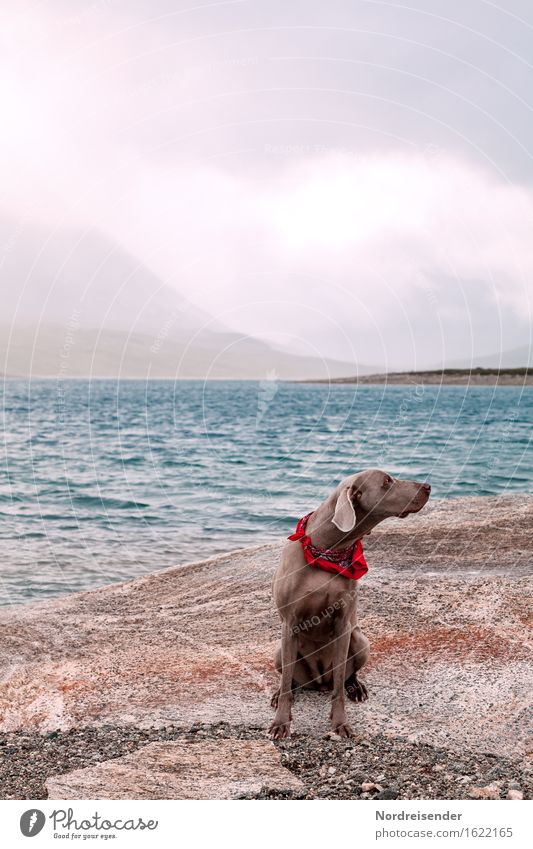 distracted.... Leisure and hobbies Trip Nature Landscape Elements Air Water Storm clouds Bad weather Rain Rock Mountain Coast Ocean Animal Pet Dog Observe