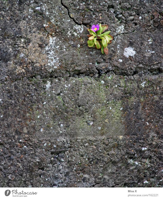 mauerBLÜMCHEN Colour photo Exterior shot Spring Flower Blossom Wall (barrier) Wall (building) Blossoming Growth Gray Loneliness Primrose Crack & Rip & Tear