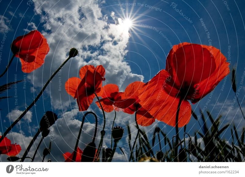 scandal-winged poppy seed sun Summer Meadow Poppy Corn poppy Sun Sunbeam Sky Red Blue Blossom Perspective Celestial bodies and the universe