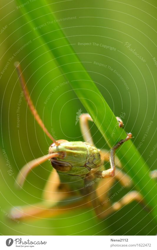 Flip the grasshopper Environment Nature Animal Spring Summer Grass Garden Park Meadow Field 1 Athletic Green Insect Locust Feeler Eyes Head To hold on Climbing