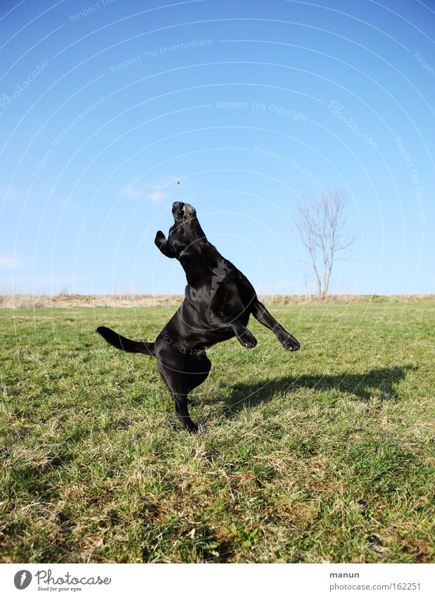 Easy exercise Dog Animal training Professional training Practice Playing Pet Movement Fitness Healthy Obedient Jump Hop Joy Athletic Education Concentrate