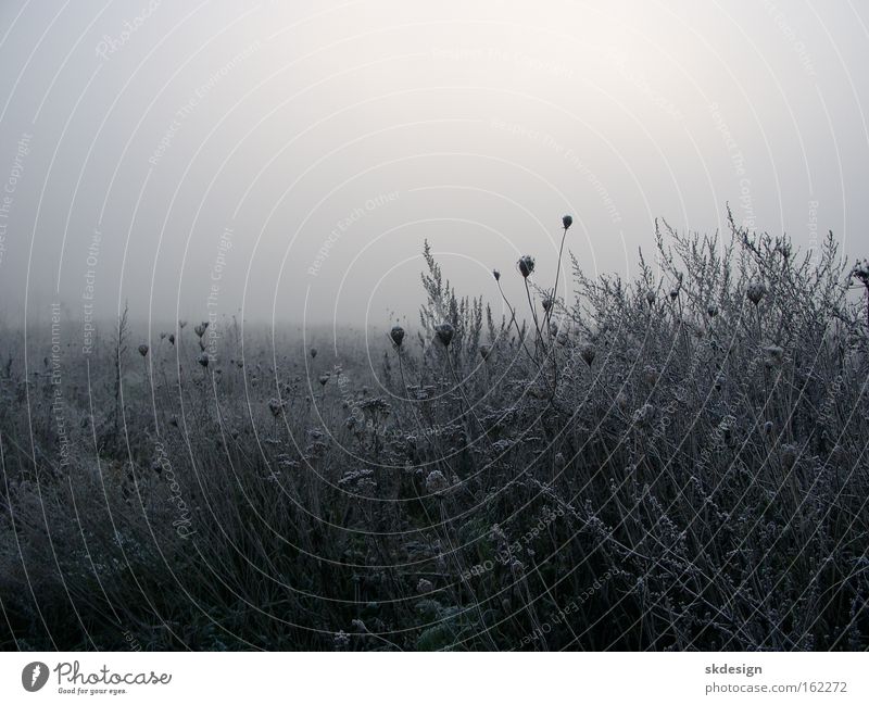 Frosty fallow land Fog Meadow Bad weather Apiaceae Morning fog Fallow land Trieste Winter Gray Hoar frost