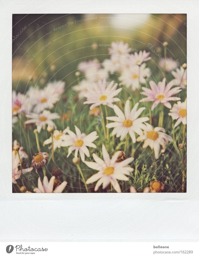 Spring can come... Flower Meadow Vacation & Travel South Africa Green Blossoming Life Polaroid Memory Plant