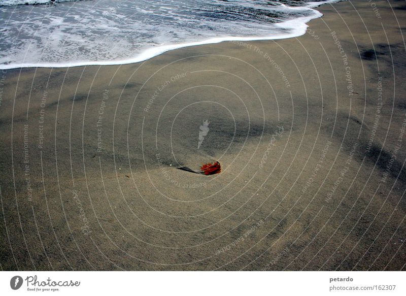 Help, the water's coming Beach Sand Grain of sand Waves Algae Foam Footprint Ocean Lake Loneliness Red Surf Low tide High tide Coast Earth Transience Mulde