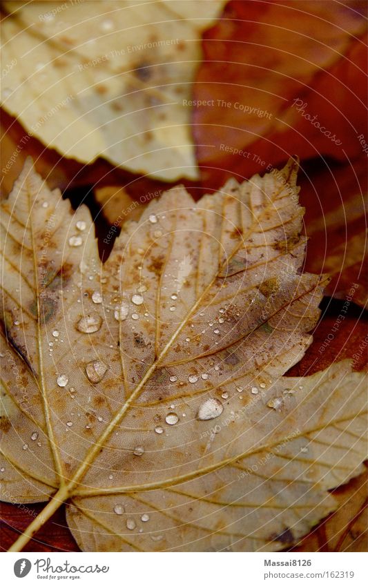 autumn thunderstorm Autumn Red Orange Drops of water Water Ground Leaf Rain