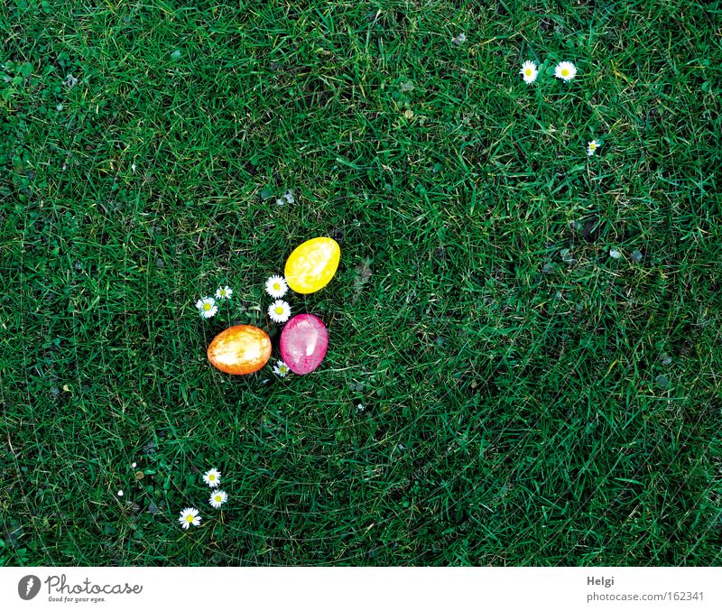 three colourful Easter eggs lie on flowering daisies in a meadow Colour photo Multicoloured Exterior shot Deserted Copy Space right Copy Space top