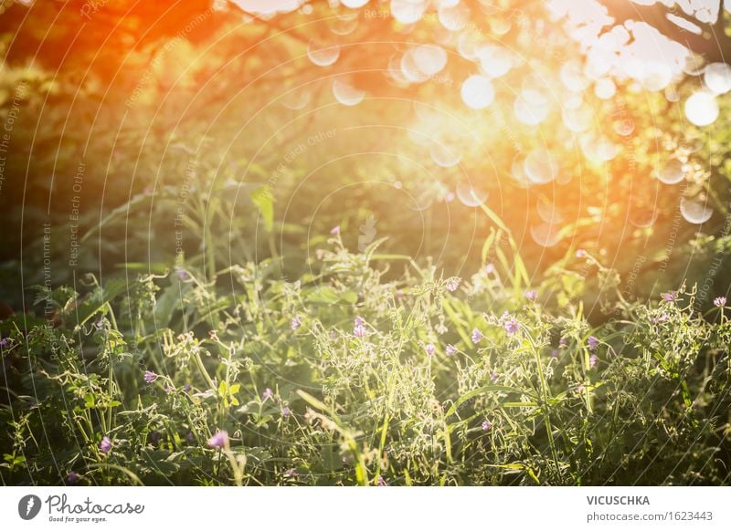 Summer nature with grass, wildflowers and sunset Lifestyle Design Garden Environment Nature Landscape Plant Sunrise Sunset Sunlight Spring Autumn