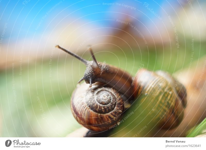 apartment inspection Animal Snail 2 Blue Brown Green Slimy Domicile Baby animal Small Feeler Snail shell Consecutively Nature Summer Cute Grass Meadow