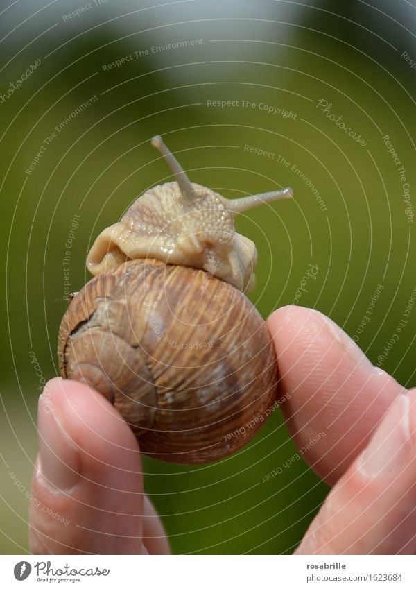 Snail looks out as someone holds up her house against a blurred green background outside Relaxation Calm Environment Nature Animal Crumpet Touch natural