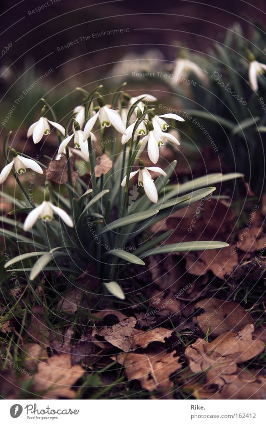 Bells. Colour photo Exterior shot Deserted Day Central perspective Summer Garden Environment Nature Plant Spring Autumn Flower Grass Leaf Blossom Foliage plant