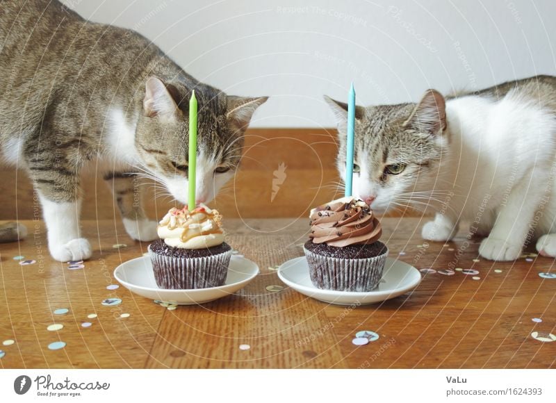 Happy Birthday II Dessert Candy Feasts & Celebrations Pet Cat 2 Animal Eating Kitten Cupcake Candle Odor Confetti Colour photo Day Animal portrait