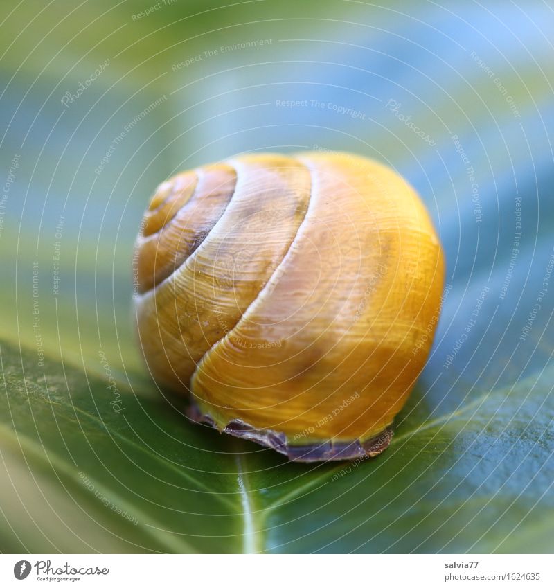 yellow house Plant Animal Spring Summer Leaf Rachis Wild animal Snail Snail shell 1 Touch Small Near Round Yellow Green Safety Protection Serene Patient Calm