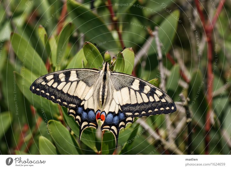 pretty boy Plant Animal Wild animal Butterfly 1 Blue Brown Multicoloured Yellow Green Red Black Sunbathing Swallowtail Colour photo Exterior shot