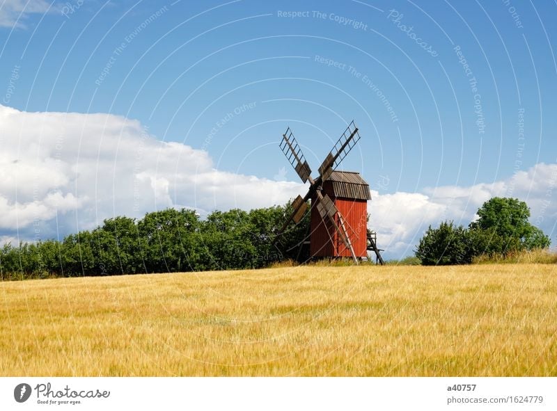 Windmill Sweden Holm Oland Landscape Culture Sun Nature Famous Place Architecture Agriculture Rural Sky Hill Scandinavia Flower Spring Old Old fashioned