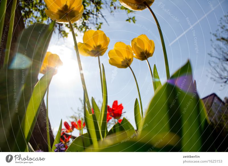 tulips Tree Flower Blossoming Bushes Relaxation Wake up Animal Worm's-eye view Spring Garden Sky Cherry blossom Garden plot Light Deserted Nature Sun Copy Space