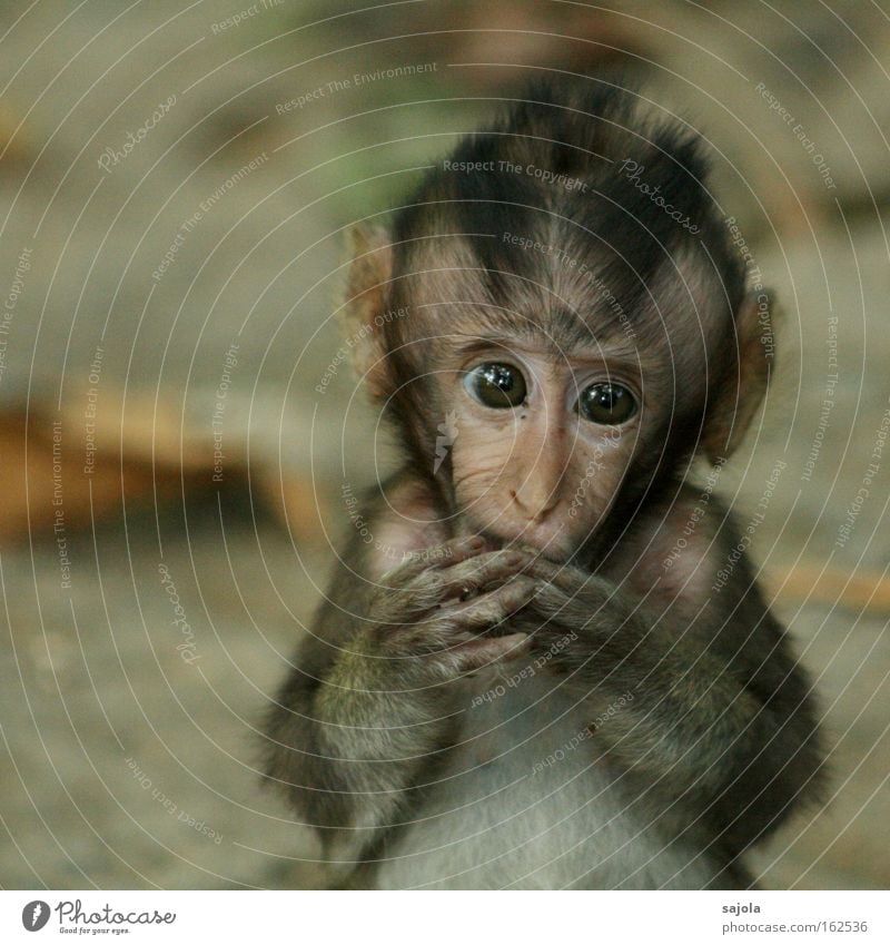 baby monkey Animal Virgin forest Wild animal Animal face Pelt Monkeys 1 Baby animal To feed Looking Exotic Small Cute Brown Loneliness Sadness Young monkey Eyes