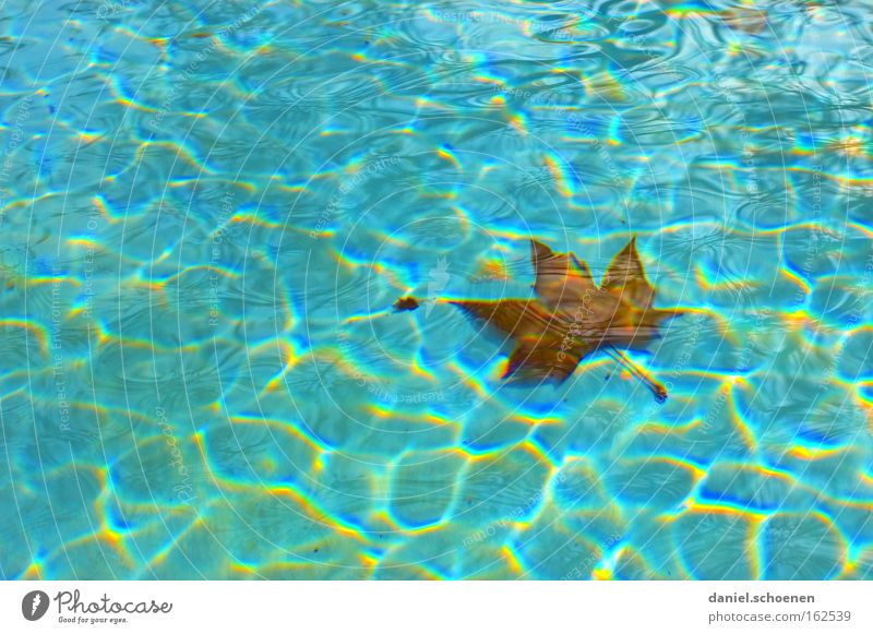 soon is outdoor swimming pool season Water Blue Surface Waves Summer Swimming pool Leaf Background picture Float in the water