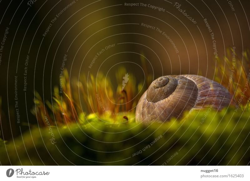Cottage in the country Wild animal Snail 1 Animal Brown Green Orange Calm Esthetic Serene Nature Colour photo Exterior shot Macro (Extreme close-up) Deserted