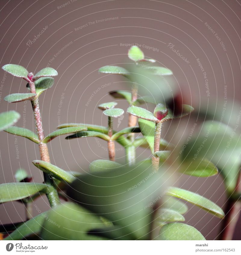 succulent Colour photo Close-up Macro (Extreme close-up) Blur Decoration Nature Plant Cactus Foliage plant Pot plant Park Desert Green Succulent plants