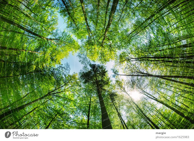 Maiwald: a view up into the tree tops. A high tree appears especially mighty Healthy Relaxation Calm Vacation & Travel Trip Freedom Summer Environment Nature