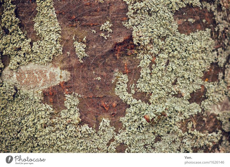 Where the moss slowly grows Nature Plant Autumn Tree Moss Tree bark Growth Dry Brown Green Lichen Colour photo Subdued colour Exterior shot Close-up Detail