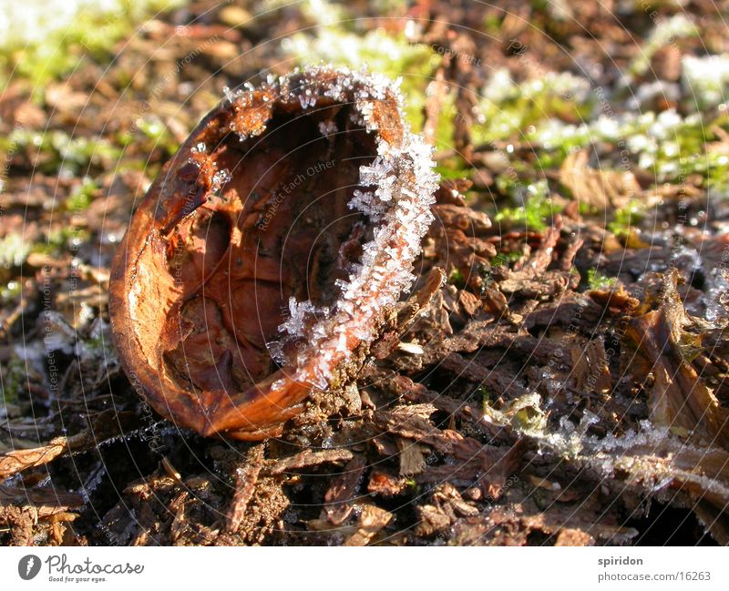 ice-nut Nut Hoar frost Light Walnut