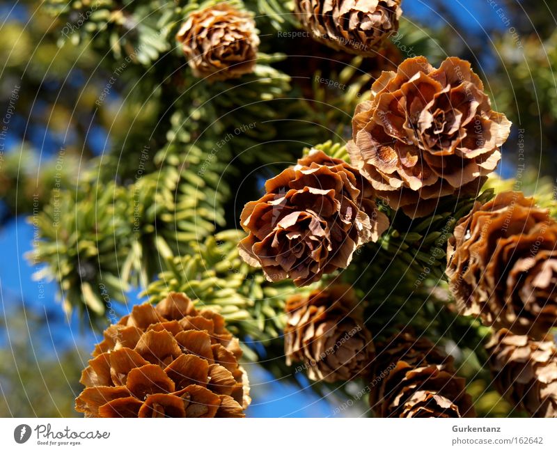 Freshly tapped Cone Fir tree Tree Detail Macro (Extreme close-up) Canada Nature Seed Branch Christmas tree Fir needle Beautiful