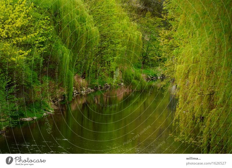 The Finished One Plant Spring Tree Willow-tree Weeping willow River bank Green Reflection Idyll Lush Nature Natural May Colour photo Exterior shot