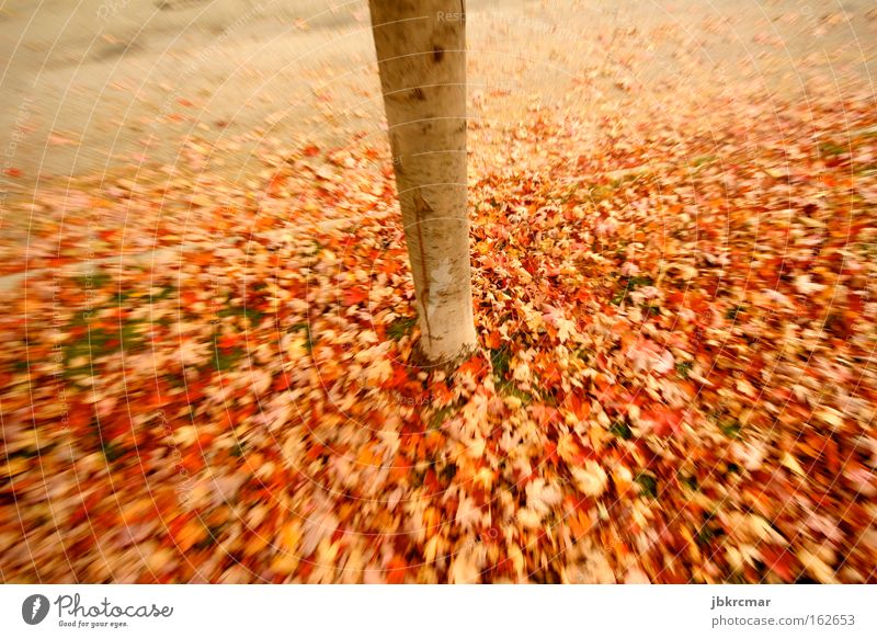 Autumn leaves Nature Leaf Multicoloured Tree Red Tree trunk Romance Sidewalk Poetic heap of leaves Sadness