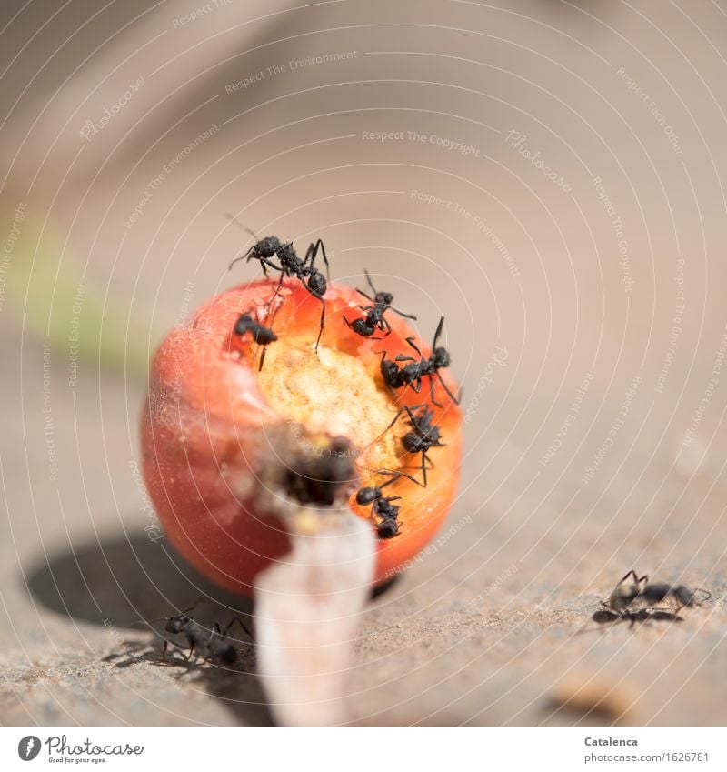 Tirelessly ants cut pieces from the rosehip Eating Environment Nature Animal Plant Rose hip Garden Wild animal Ant Insect Group of animals Work and employment