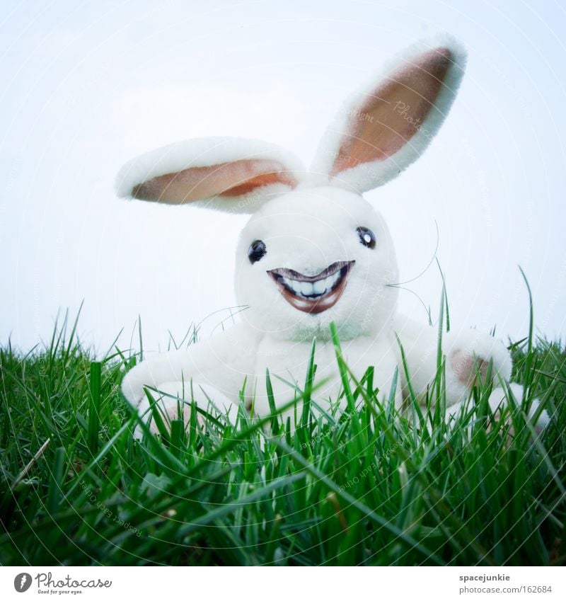 Freaky rabbit Hare & Rabbit & Bunny Easter Crazy Lawn Grass Nest Easter egg Laughter Ear Joy freaky Easter Bunny