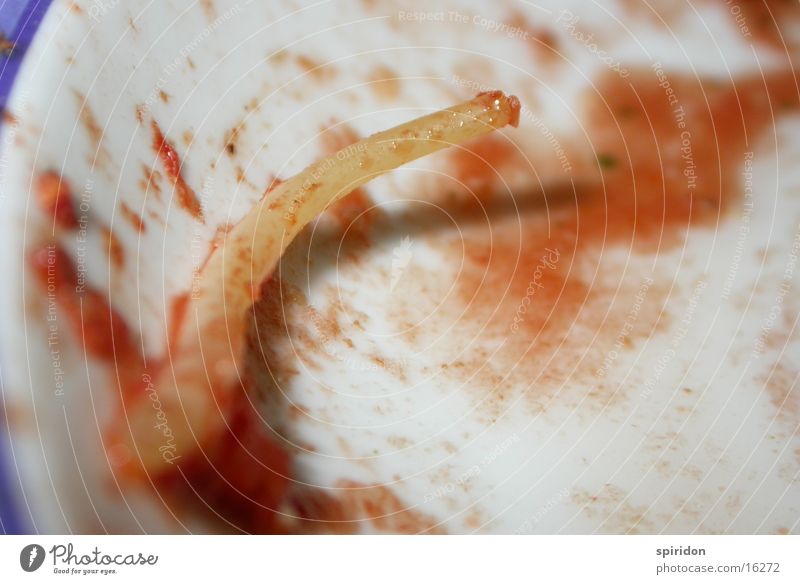 the pasta pipeline Noodles Sauce Spaghetti Plate Macro (Extreme close-up) Close-up Tomato